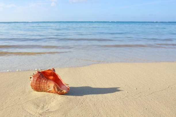 istock Sea shell on tropical beach. Summer sea landscape 992821138