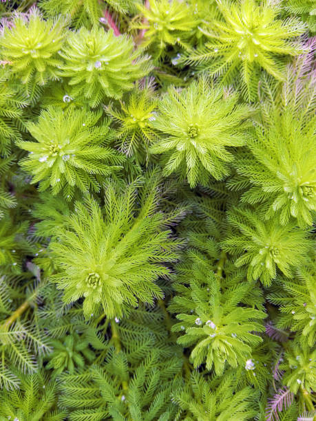 Aquatic plants: Myriophyllum aquaticum Aquatic plants: Myriophyllum aquaticum haloragaceae stock pictures, royalty-free photos & images