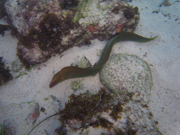 istock Green Moray Eel (Gymnothorax prasinus)  Hiding between rocks in Sydney, Australia 992832274