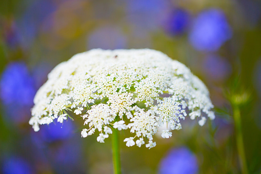 white wldflower in the meadow