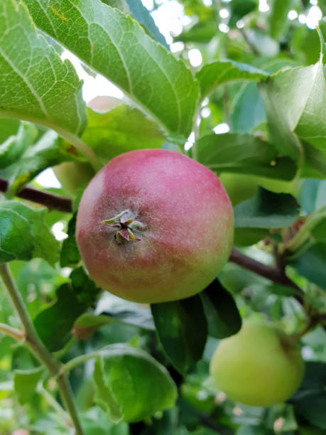 istock Red apple on tree with branch and leaves 992833920