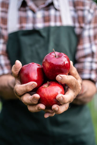 istock Mature farmer holding red apples 992833994