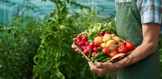 agricoltore che tiene il paniere con verdure - human hand gardening vegetable garden farm foto e immagini stock