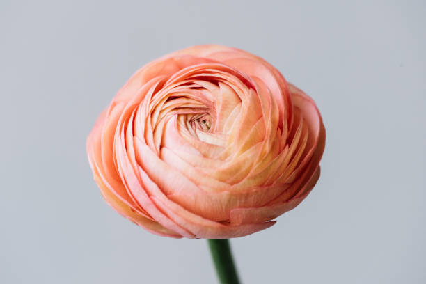 Beautiful fresh blossoming single salmon colored Ranunculus flower on the grey wall background, close up view Beautiful fresh blossoming single salmon colored Ranunculus flower on the grey wall background, close up view buttercup family stock pictures, royalty-free photos & images