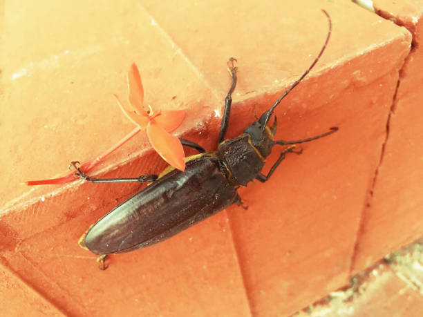 18-033 Close-up of large brown beetle on orange concrete border wall holding orange flower stock photo