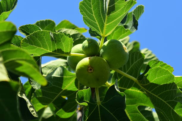 istock Fig leaves and fruit on tree branch in sunlight with blue sky 992836980