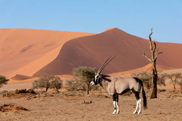 istock Gemsbok, Oryx gazella on dune, Namibia Wildlife 992837026