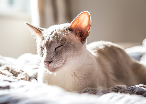 Lilac-point siamese cat asleep in sunshine