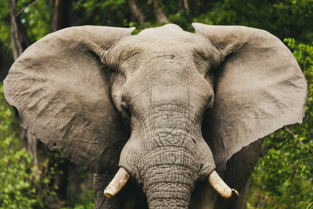 istock African Elephant in Moremi, Botswana safari wildlife 992837374