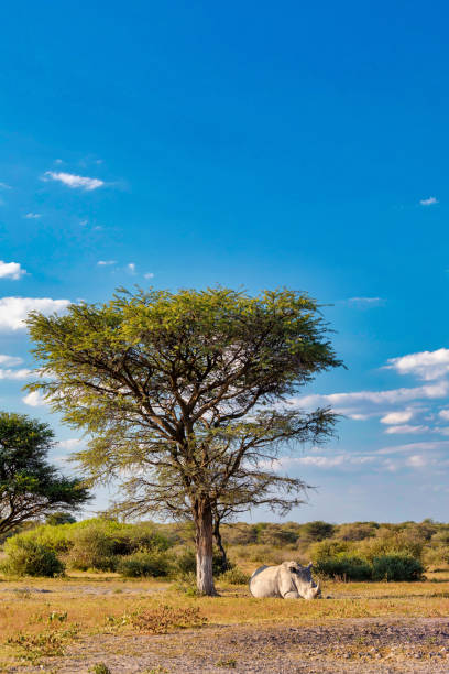 istock Resting white rhinoceros under acacia tree in Khama Rhino Sanctuary reservation, Botswana safari wildlife 992837446