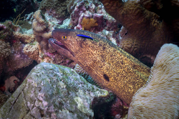 Underwater Yellow edged Moray Eel (Gymnothorax flavimarginatus) Coral reefs are the one of earths most complex ecosystems, containing over 800 species of corals and one million animal and plant species. Here we see a Yellow Edged Moray Eel (Gymnothorax flavimarginatus) under a Hard Coral Reef. The eel is using the reef as shelter from predators. This image was taken at Phi Phi, Andaman Sea, Krabi, Thailand. yellow margined moray eel stock pictures, royalty-free photos & images