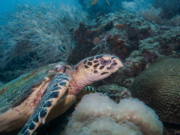 istock Critically Endangered Species Hawksbill Sea Turtle (Eretmochelys imbricata) 992837612