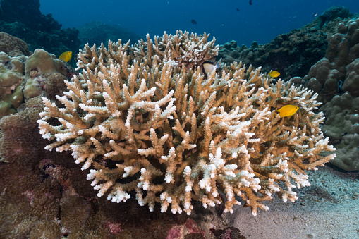 This image shows the effects of Coral bleaching and disease. This stunning Staghorn coral (Acropora) is beginning to show the signs of coral bleaching.  The tips are turning white.  This could be as a result of pollution, disease or global warming.  The location is Phi Phi Islands, Andaman Sea, Krabi, Thailand.