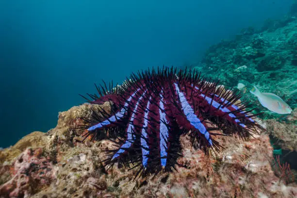 An underwater image of a Crown of Thorns Sea Starfish (Acanthaster planci).  This species feeds on sick and dying coral.  In small numbers this helps keep the reef healthy, however if numbers increase, the effects can be devastating.  Here we see the typical animal behaviour as it feeds and leaves a trail of dead coral behind.  Image was taken whilst scuba diving at Phi Phi, Thailand.