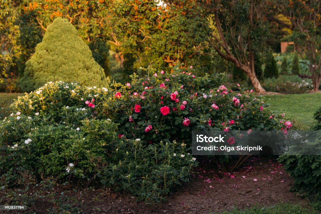 pink and white bushes flowers grow in the garden.Botanical Garden pink and white bushes flowers grow in the garden.Botanical Garden Trees Backgrounds Stock Photo
