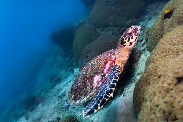 istock Critically Endangered Species Hawksbill Sea Turtle (Eretmochelys imbricata) 992838200