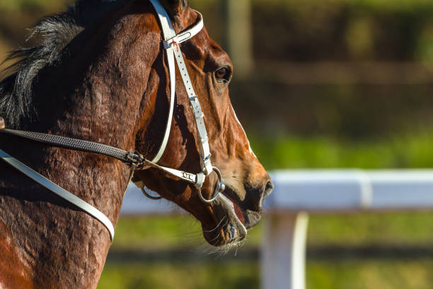istock Race Horse Closeup Running 992840628