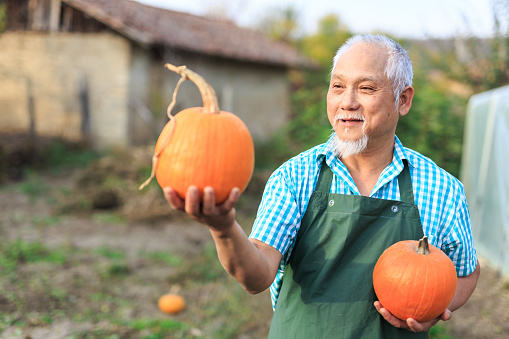 Asian farm worker holding two pumpkins