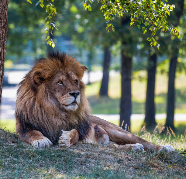 Portrait of a Lion.