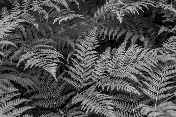 istock dark greybeautiful fern leaves 992844130