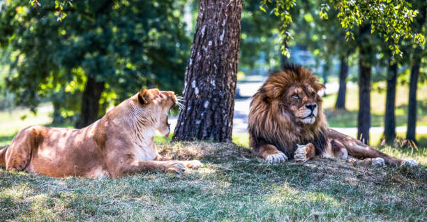 Two male lions help each other with washing