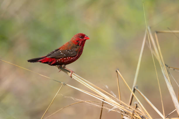 istock Strawberry finch in the field 992845072