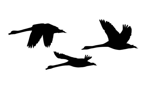 Vector illustration of Set of three silhouettes of flying swans - vector, isolated on white background