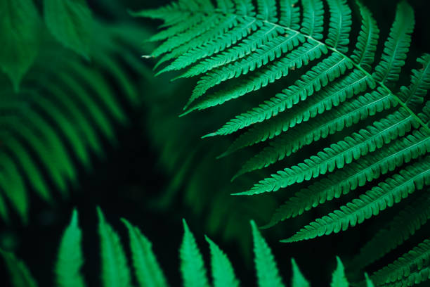 istock Close up photo on fern leaf on dark background 992851182