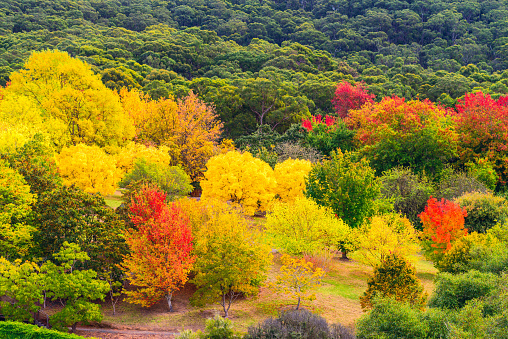 Colorful Australian autumn in Mount Lofty, South Australia