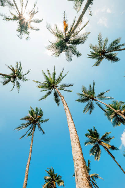 istock Palm trees top in sunny sky 992855444