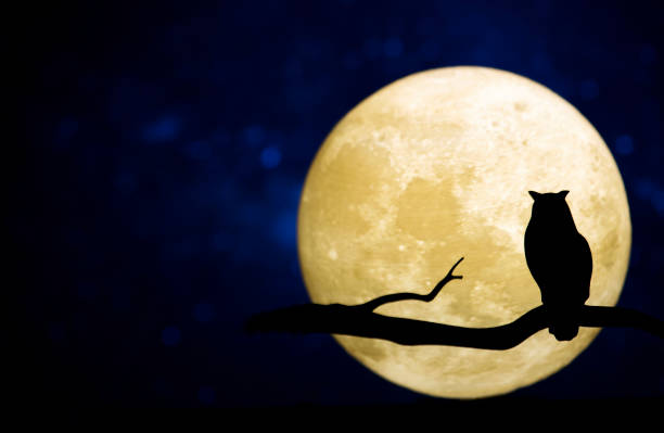 luna llena en el cielo nocturno - nocturnal animal fotografías e imágenes de stock