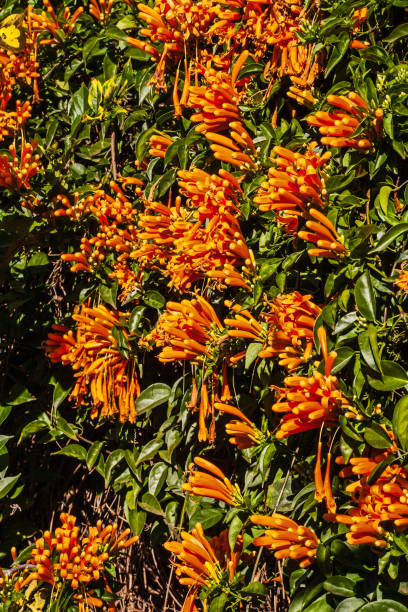 istock A wall of bright orange flowers 1 992856180