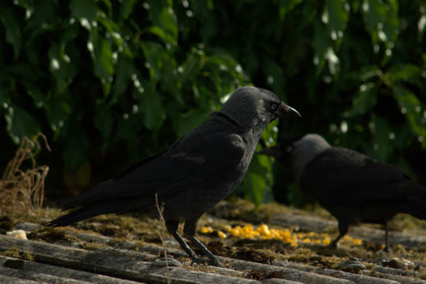 istock Carrion crow on a roof, Corvus corone 992856192