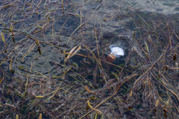 istock Heart shaped message in a bottle floating in hydrilla 992858666