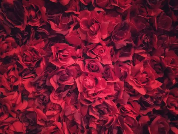 istock buds of red roses 992863090