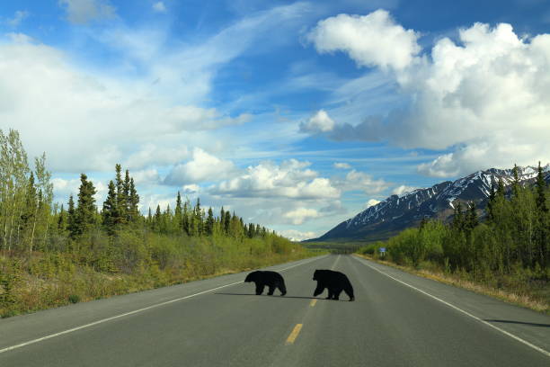 istock Black Bears crossing a highway 992864296