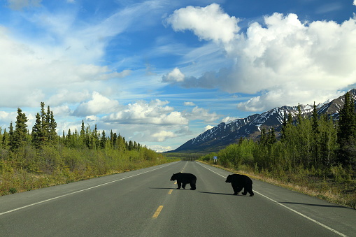 Black Bears crossing a remote highway in Canada. Haines Highway, Kluane National Park. Yukon Territory,  Canada.