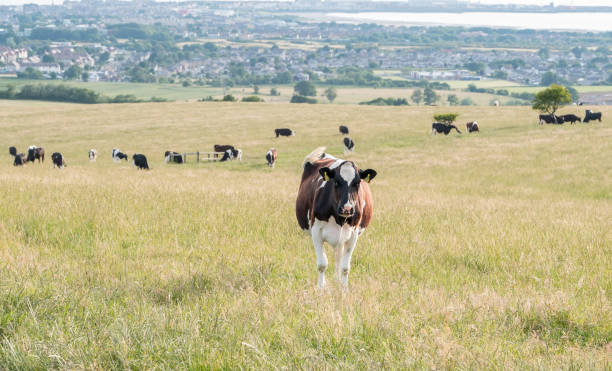 корова эйршира в поле над трон шотландии. - ayrshire cattle стоковые фото и изображения