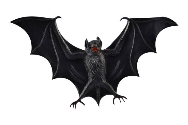 istock Bat stock images 992868188