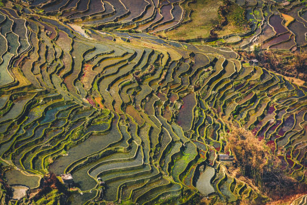 istock Yuanyang rice terrace , Yunnan china 992870376