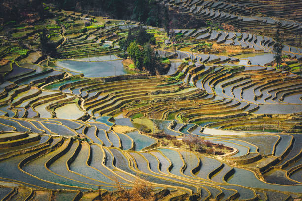 istock Yuanyang rice terrace , Yunnan china 992870480