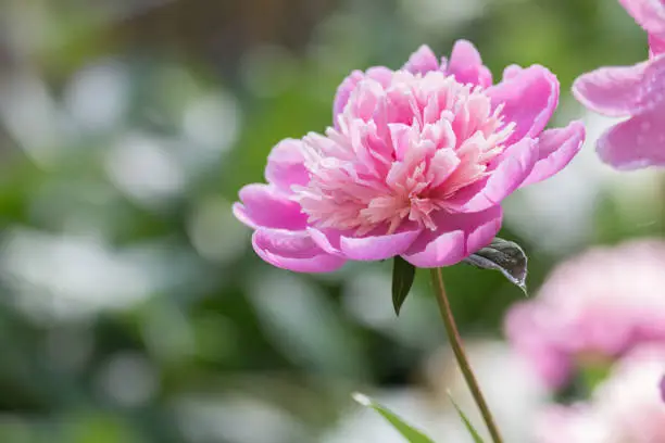 Pink Peony in a backyard garden with a blurred background