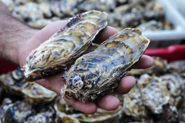 Florianopolis, Santa Catarina, Brazil. Close up of two large fresh oysters in the fisherman's hand with oysters in the background.. Florianopolis, in the south of Brazil, is one of the most famous beach tourist destinations in Brazil. brics stock pictures, royalty-free photos & images