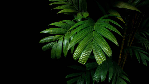 istock Tropical palm leaves, rainforest foliage plant trees on black background. 992874996