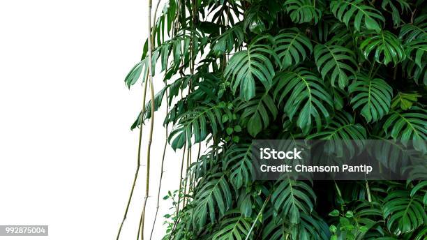 Hojas Verdes De La Planta De Liana De Monstera Nativa En Salvaje Escalada En Árboles De La Selva Vides Perennes De Bosque Tropical Planta Arbusto Aislado En Fondo Blanco Con Trazado De Recorte Foto de stock y más banco de imágenes de Bosque pluvial