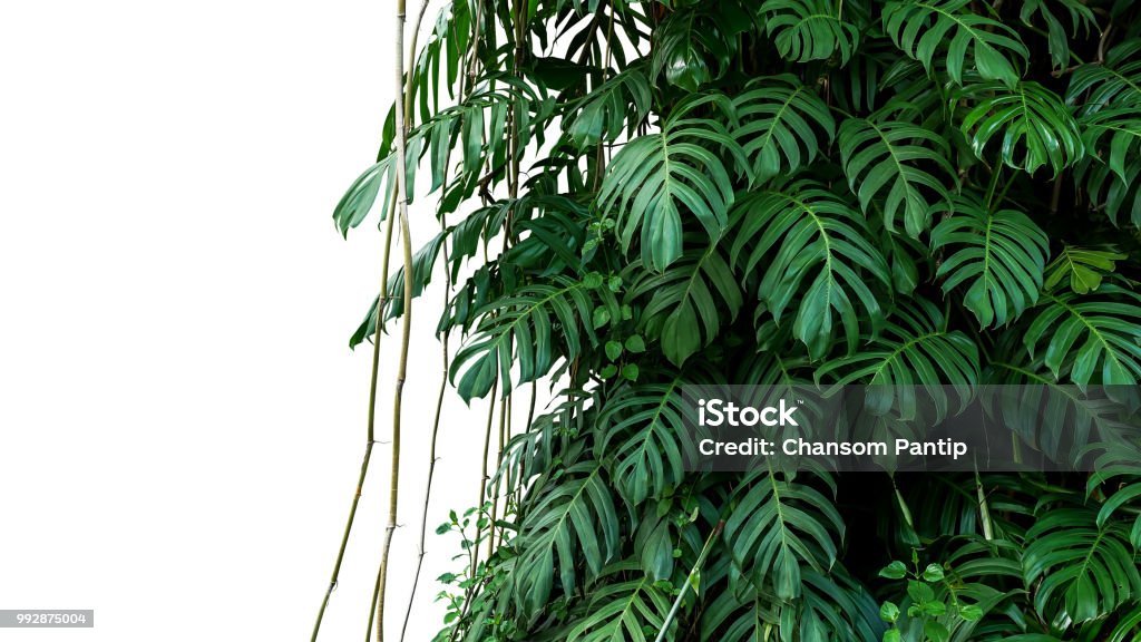 Green leaves of native Monstera (Epipremnum pinnatum) liana plant growing in wild climbing on jungle tree, tropical forest plant evergreen vines bush isolated on white background with clipping path. Rainforest Stock Photo