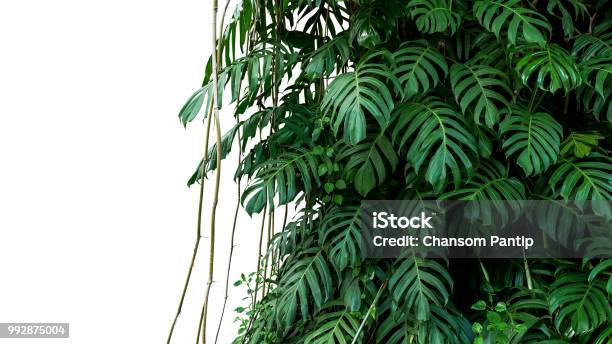 Green Leaves Of Native Monstera Liana Plant Growing In Wild Climbing On Jungle Tree Tropical Forest Plant Evergreen Vines Bush Isolated On White Background With Clipping Path Stock Photo - Download Image Now