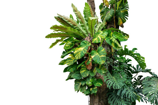 Rainforest tree trunk with tropical foliage plants, Monstera, golden pothos vines ivy, bird's nest fern, and orchid leaves isolated on white background with clipping path, rich biodiversity in nature. Rainforest tree trunk with tropical foliage plants, Monstera, golden pothos vines ivy, bird's nest fern, and orchid leaves isolated on white background with clipping path, rich biodiversity in nature. liana stock pictures, royalty-free photos & images