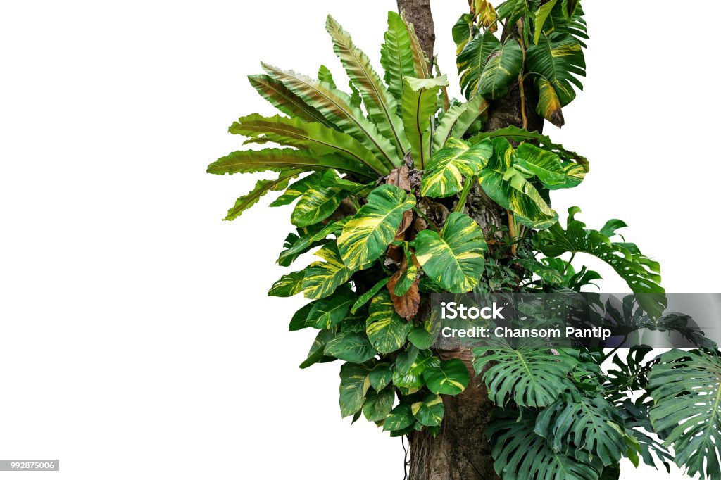 Tropikal bitki örtüsü bitki, Monstera, altın pothos üzüm sarmaşık, kuşun yuva fern ve izole kırpma yolu ile beyaz arka plan, doğa zengin biyolojik çeşitlilik üzerinde Orkide yaprakları ile yağmur ormanı ağaç gövdesi. - Royalty-free Yağmur ormanı Stok görsel