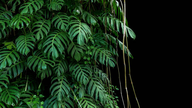 zielone liście rodzimej monstera (epipremnum pinnatum) liana roślin rosnących w dzikiej wspinaczki na pniu drzewa dżungli, tropikalnej rośliny leśnej wiecznie zielone krzew winorośli na czarnym tle z przycinania ścieżki. - mystery forest ecosystem natural phenomenon zdjęcia i obrazy z banku zdjęć
